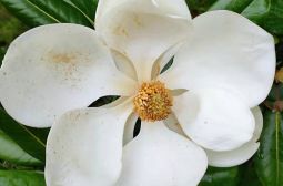【校园风景】那些花儿（二）