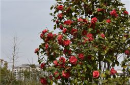 南浦园中花草香