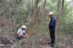 我校积极开展白蚁灭杀工作保护绿化成果