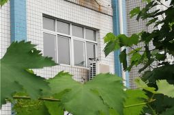 高安中学校园惊现红嘴蓝鹊