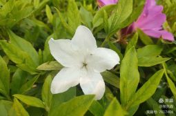 【校园风景】那些花儿