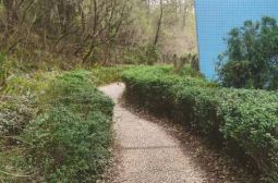 绿化校园环境共创美好校园&mdash;&mdash;总务处积极开展树木修剪工作