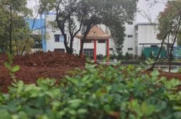 美化校园，清除杂树