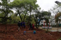 我校对英才亭东面树林进行改造